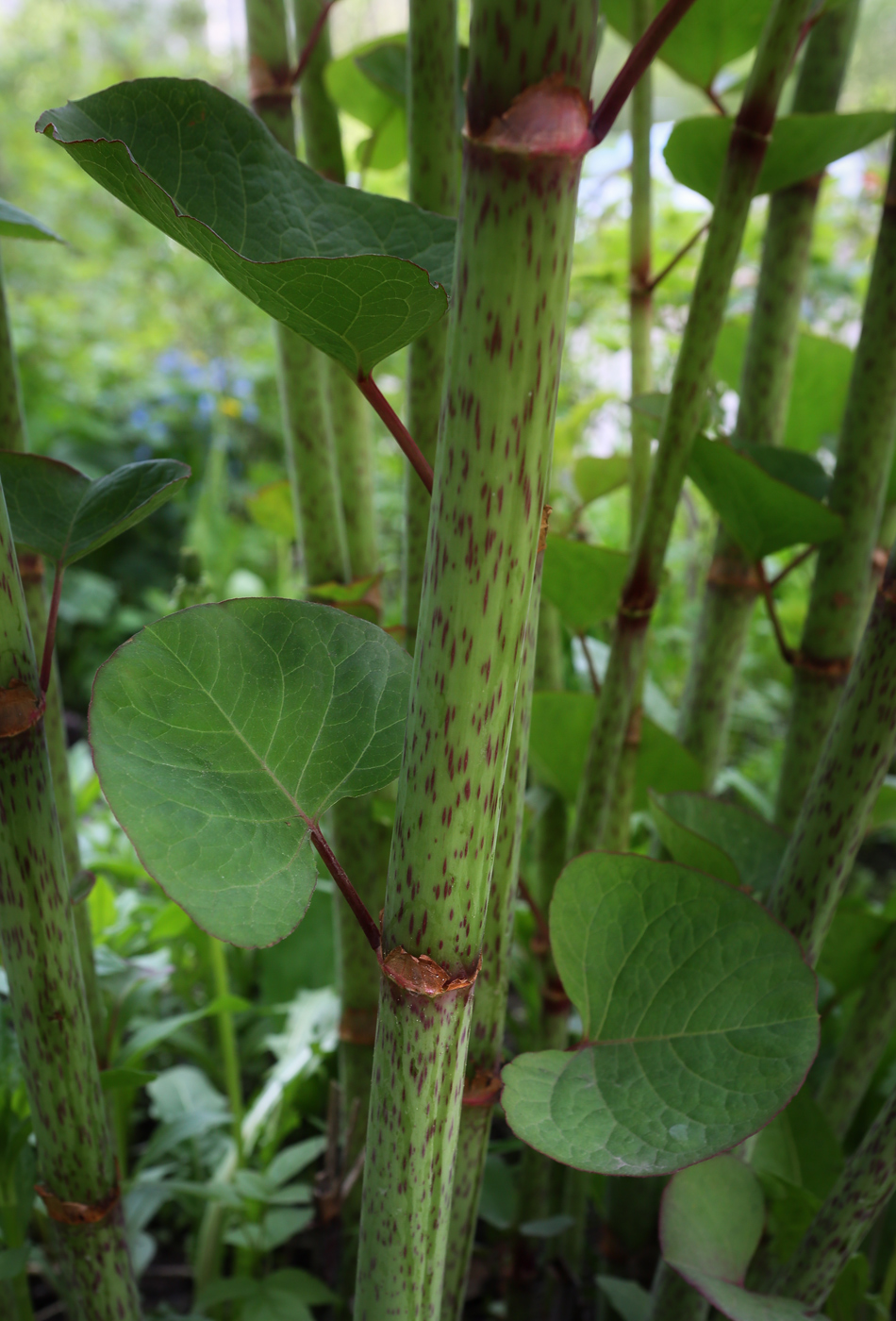 Изображение особи Reynoutria sachalinensis.