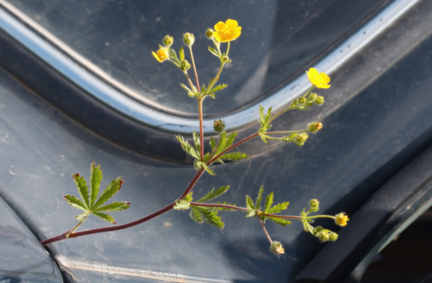 Image of Potentilla thuringiaca specimen.