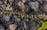 Salsola tragus. Верхушка плодоносящей веточки. Крым, окр. г. Судак, гора Перчем, виноградники в низине Ю-В склона. 06.10.2011.