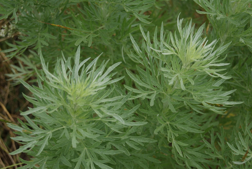 Image of Artemisia sieversiana specimen.