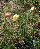 Pulsatilla orientali-sibirica. Цветущее растение. Монголия, аймак Уверхангай, восточные отроги хребта Хангай, ≈ 2200 м н.у.м., луг на опушке лиственничного леса. 04.06.2017.