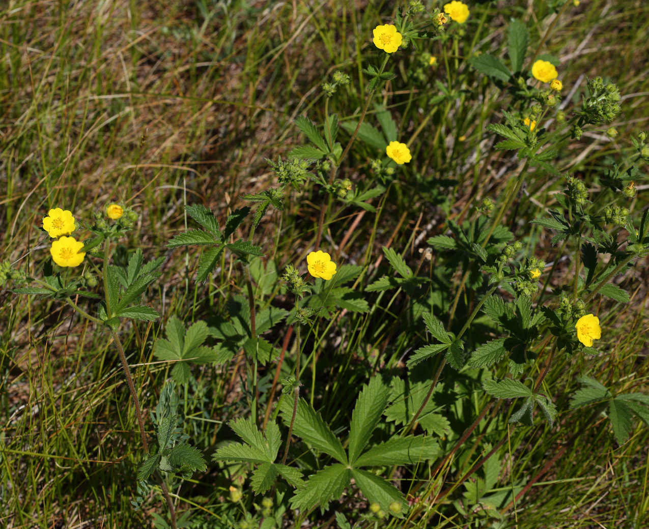 Image of Potentilla chrysantha specimen.