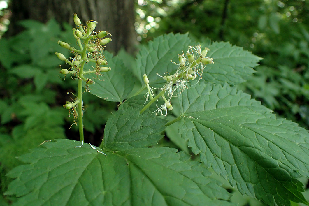 Изображение особи Actaea spicata.