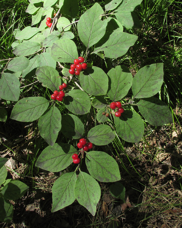 Image of Lonicera xylosteum specimen.