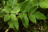 Angelica sylvestris