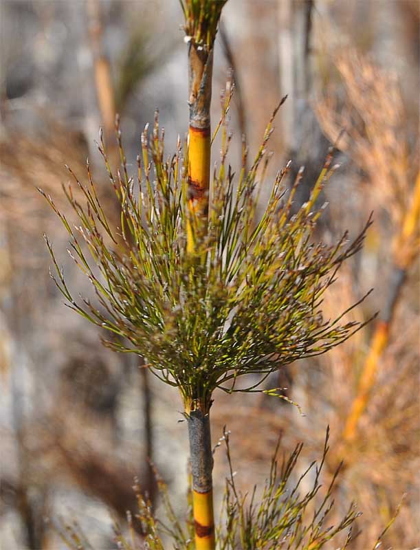 Изображение особи Elegia capensis.