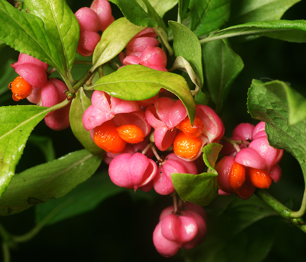 Изображение особи Euonymus europaeus.