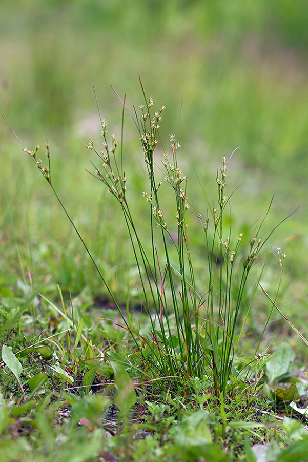 Изображение особи Juncus tenuis.