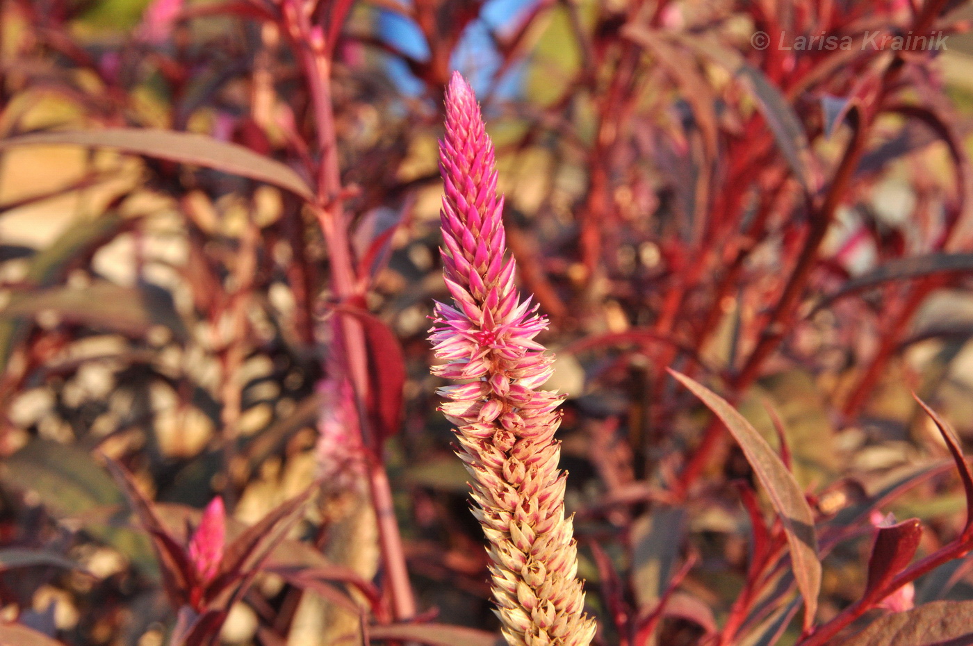 Изображение особи Celosia spicata.