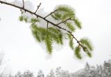 Salix caprea. Ветвь женского растения с соцветиями под снегом. Республика Алтай, Шебалинский р-н, окр. с. Камлак, берег р. Сема. 04.05.2017.