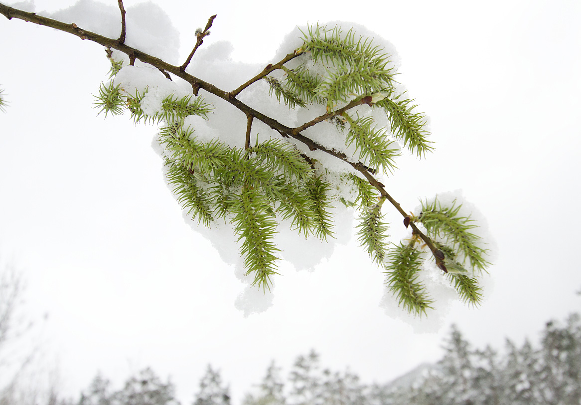 Image of Salix caprea specimen.