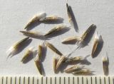 Xeranthemum annuum