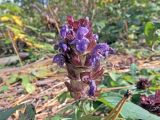 Prunella vulgaris