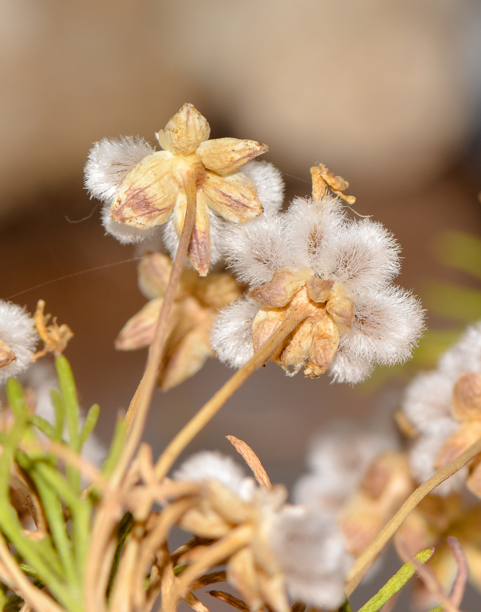 Image of Euryops multifidus specimen.