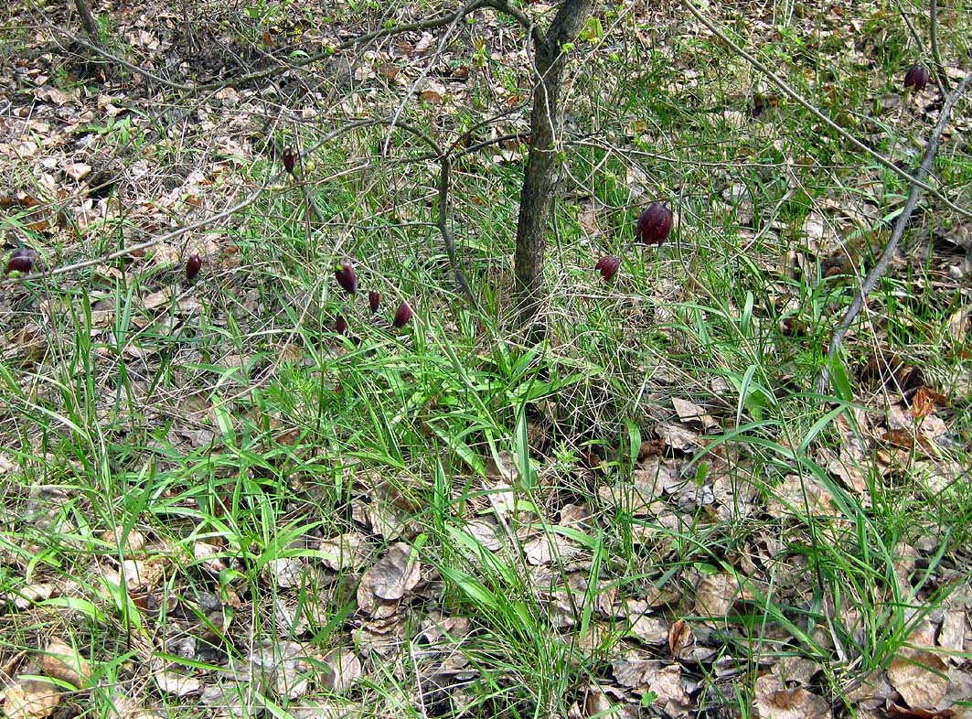 Изображение особи Fritillaria ruthenica.