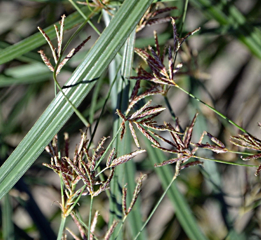 Image of genus Cyperus specimen.