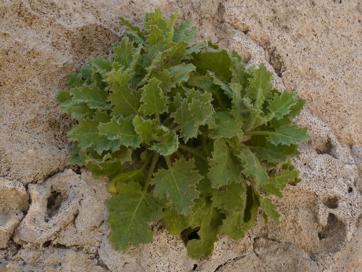 Image of Hyoscyamus aureus specimen.