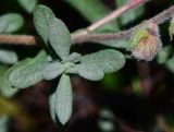 Helianthemum stipulatum