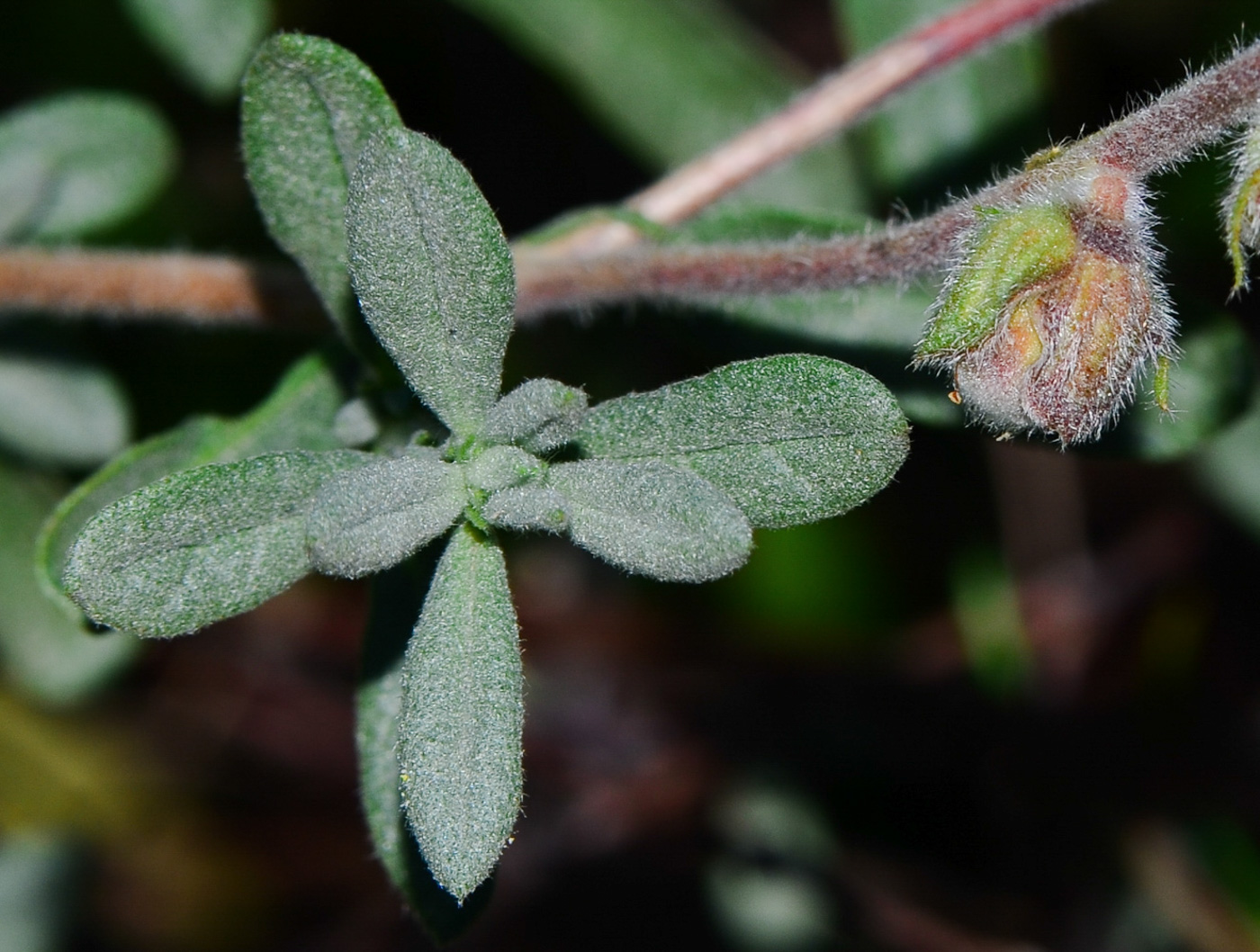 Image of Helianthemum stipulatum specimen.