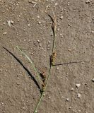 Image of taxon representative. Author is Тамара Риб