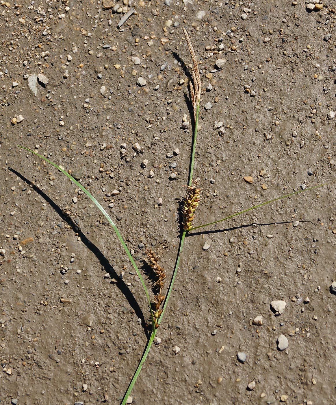 Image of Carex vesicaria specimen.
