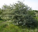 Crataegus monogyna