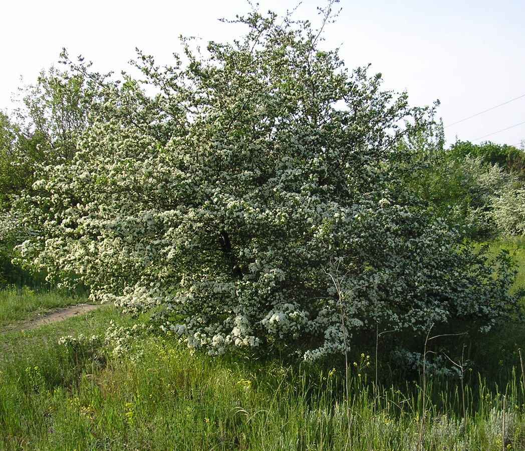 Image of Crataegus monogyna specimen.