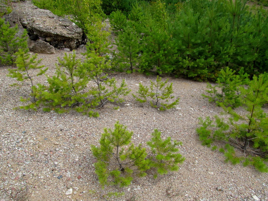 Изображение особи Pinus sylvestris.