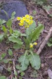 Primula macrocalyx. Цветущее растение. Кабардино-Балкария, Приэльбрусье, Терскольский лес рядом с поляной Чегет. 03.06.2008.