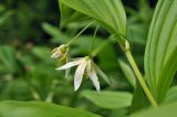 Disporum smilacinum