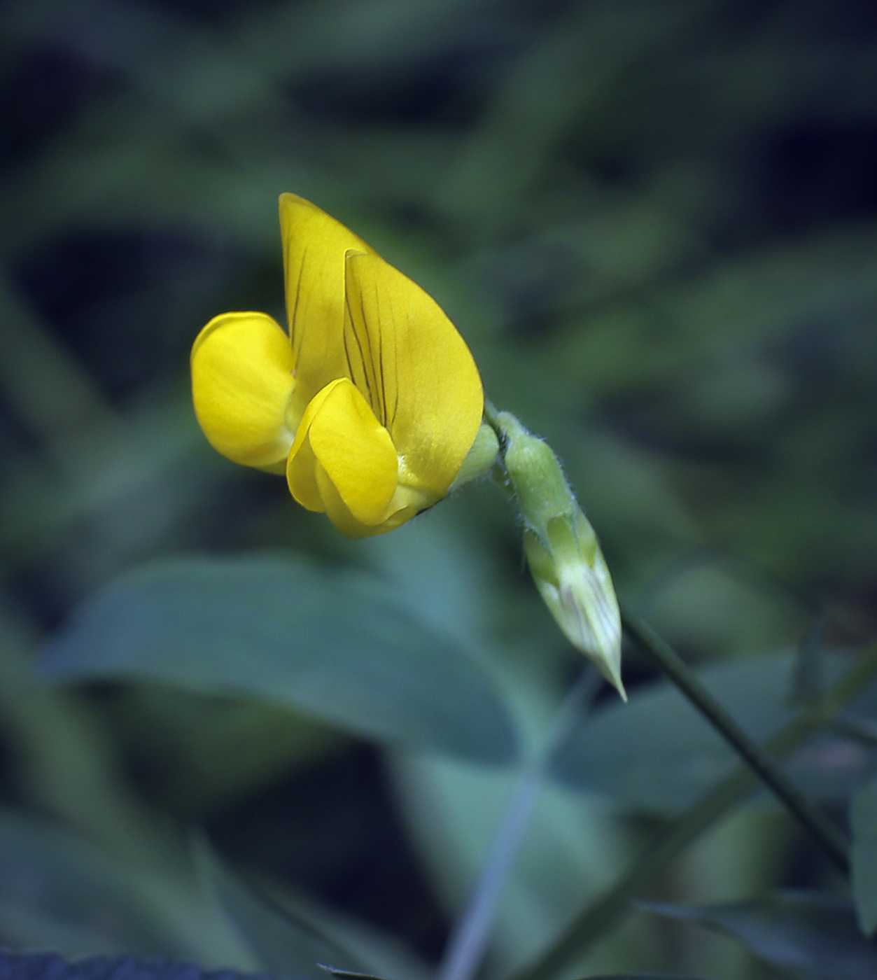 Изображение особи Lathyrus pratensis.