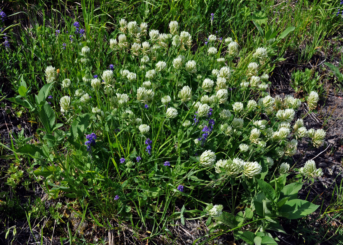 Изображение особи Trifolium canescens.