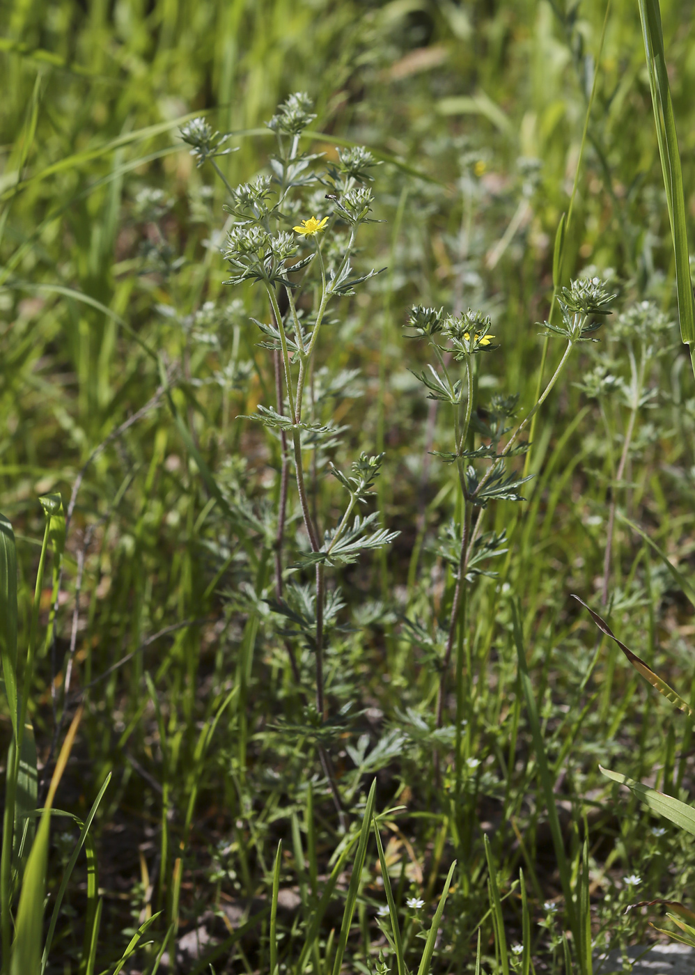 Изображение особи Potentilla argentea.