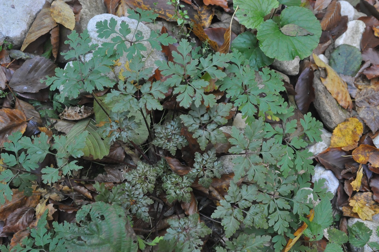 Image of Geranium robertianum specimen.