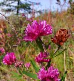 Trifolium lupinaster. Верхушка цветущего побега. Магаданская обл., окр. г. Магадан, Колымская трасса, ост. \"Аммональная\", разнотравная поляна в редкостойном лиственичнике. 28.08.2010.