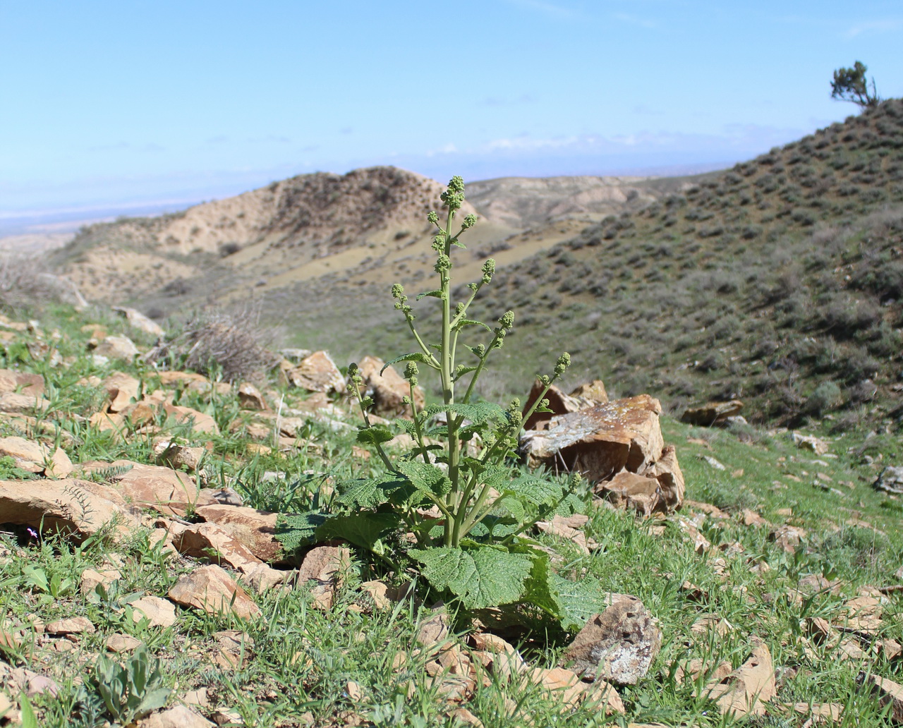 Image of Crambe kotschyana specimen.