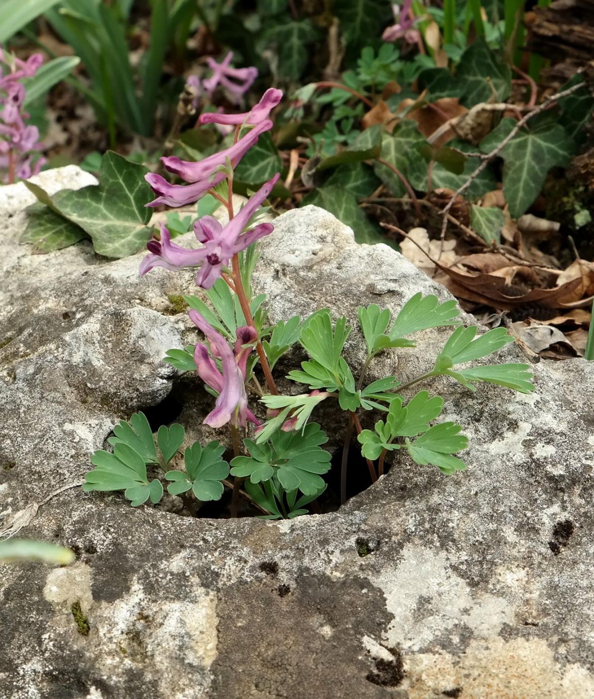 Image of Corydalis paczoskii specimen.
