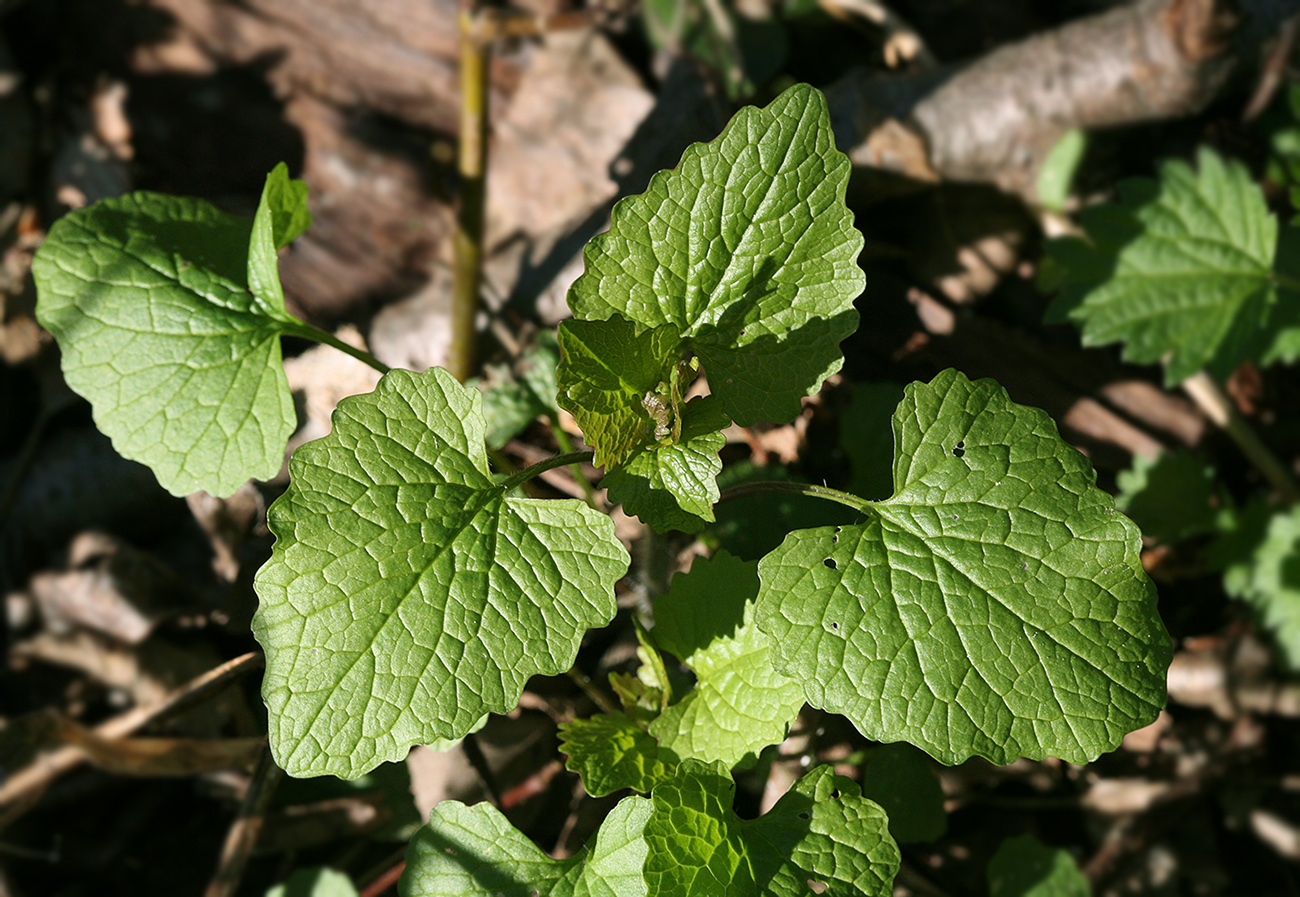 Image of Alliaria petiolata specimen.