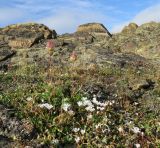 Novosieversia glacialis. Плодоносящие растения в сообществе с цветущей Minuartia macrocarpa (на переднем плане). Карское море, Енисейский зал., о. Северный, каменистый участок. 25.07.2017.