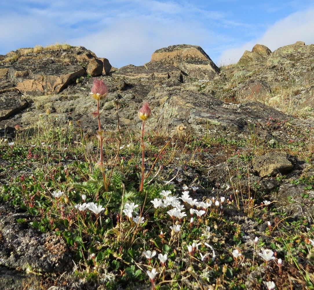 Image of Novosieversia glacialis specimen.