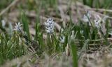 Scilla puschkinioides