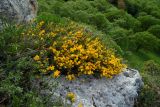 Genista angustifolia