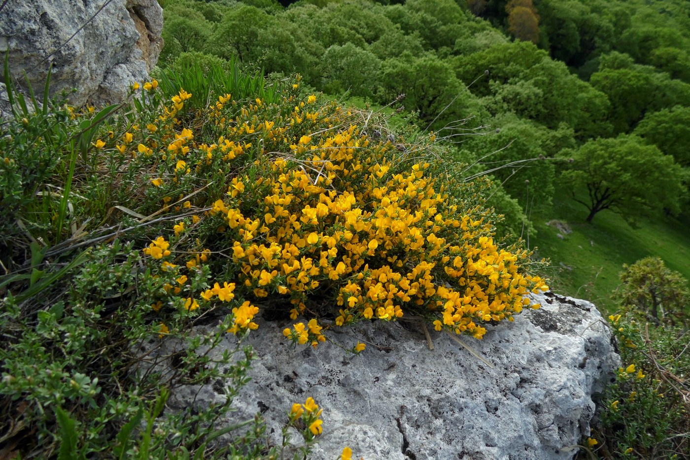 Image of Genista angustifolia specimen.