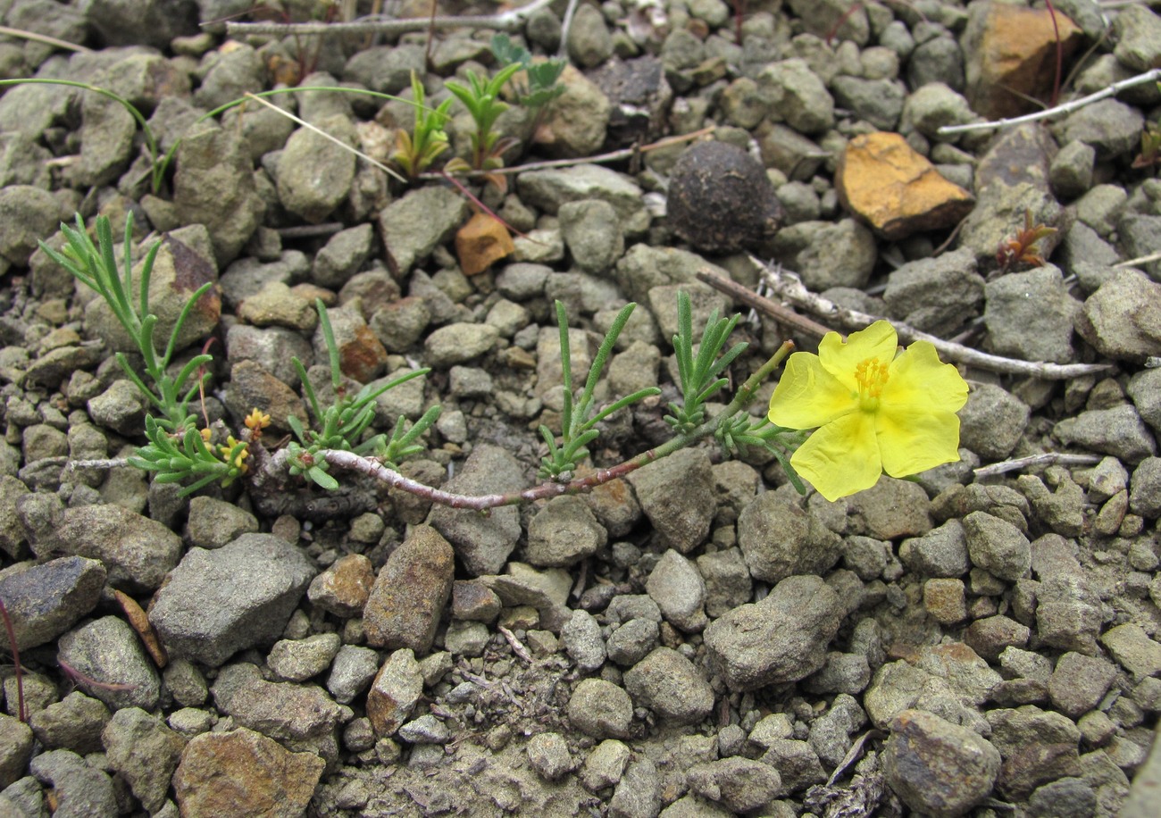 Изображение особи Fumana procumbens.