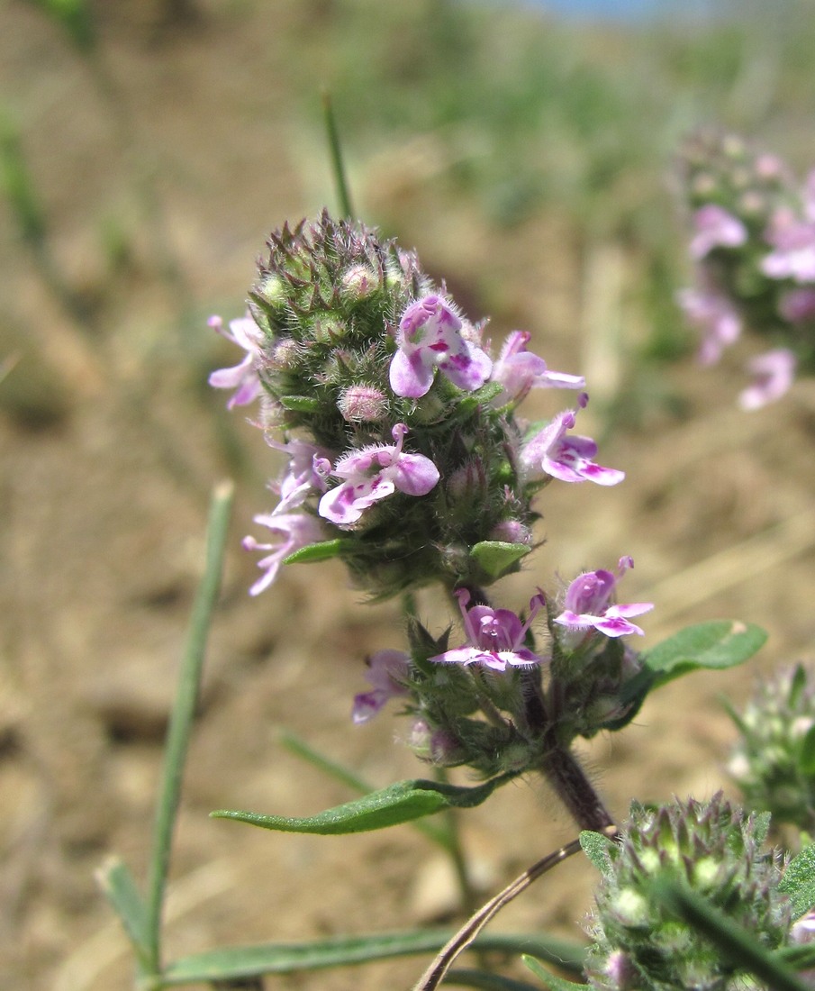 Изображение особи род Thymus.