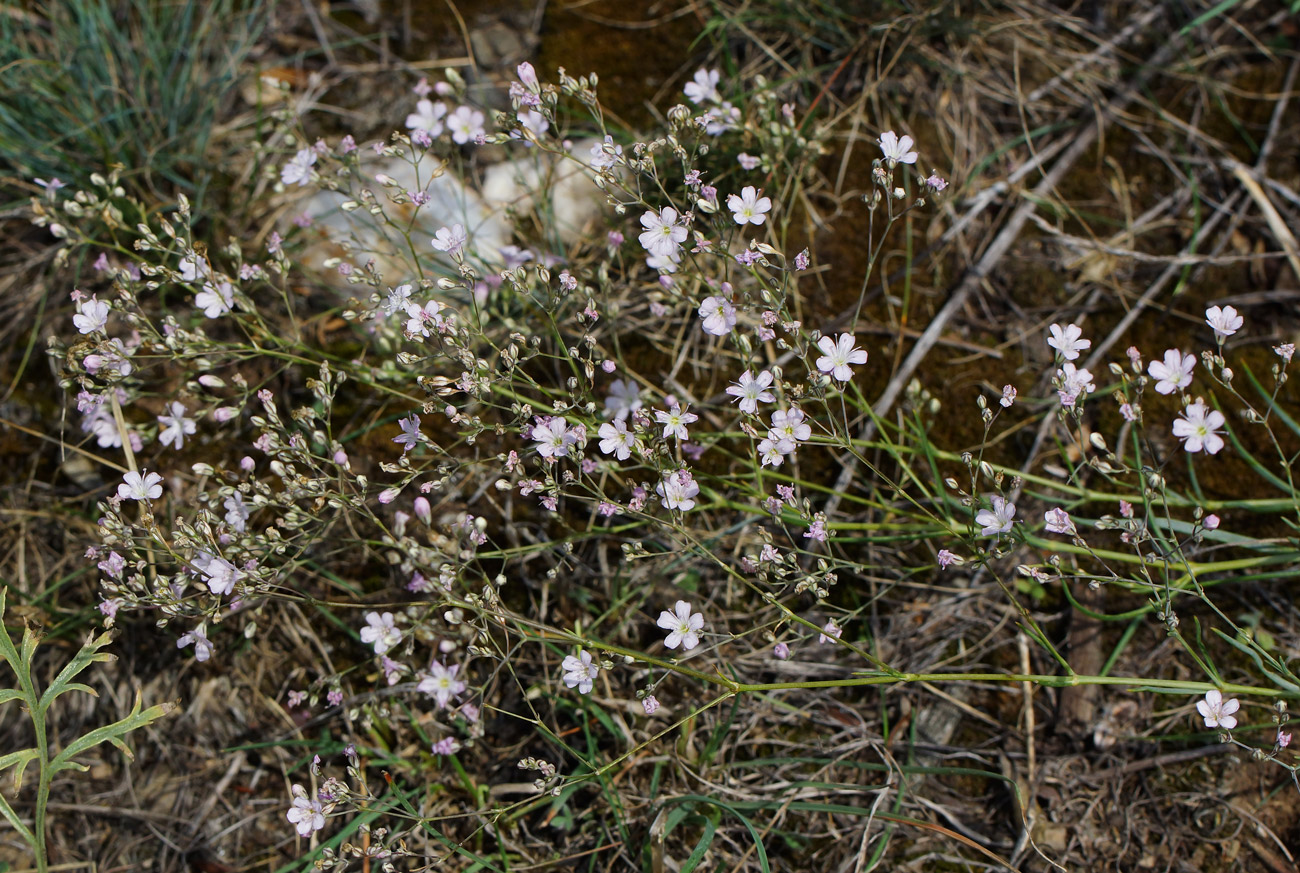 Image of Gypsophila patrinii specimen.