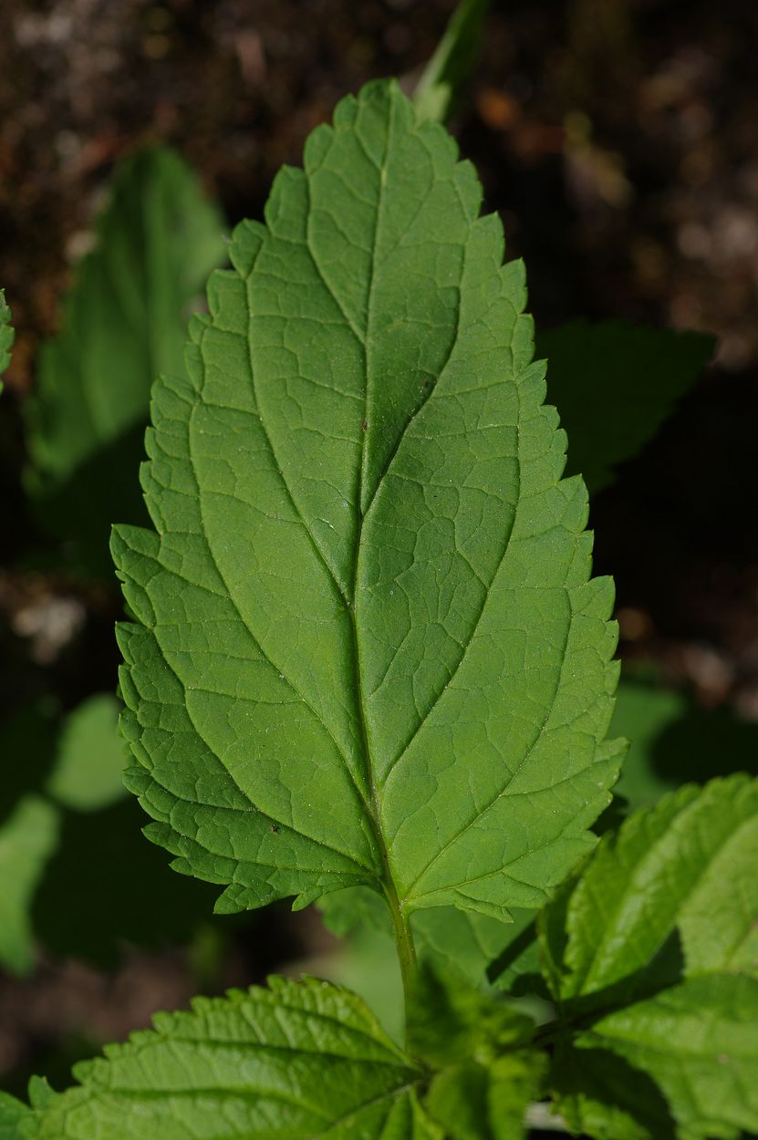 Изображение особи Scrophularia nodosa.