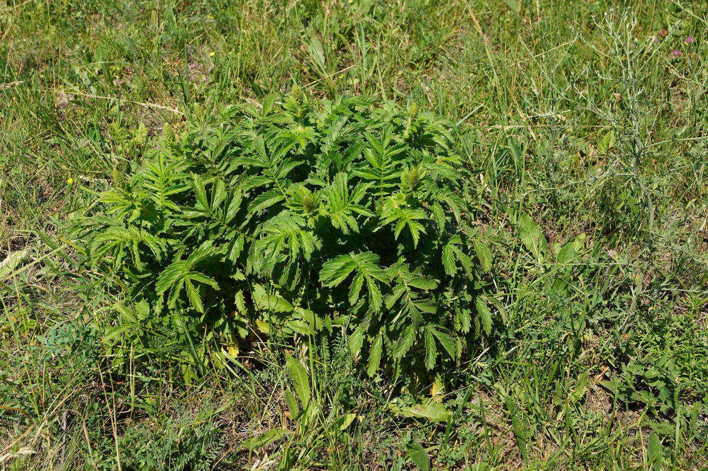 Image of Agrimonia asiatica specimen.