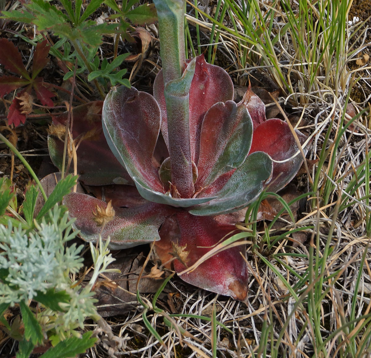 Image of Goniolimon dschungaricum specimen.