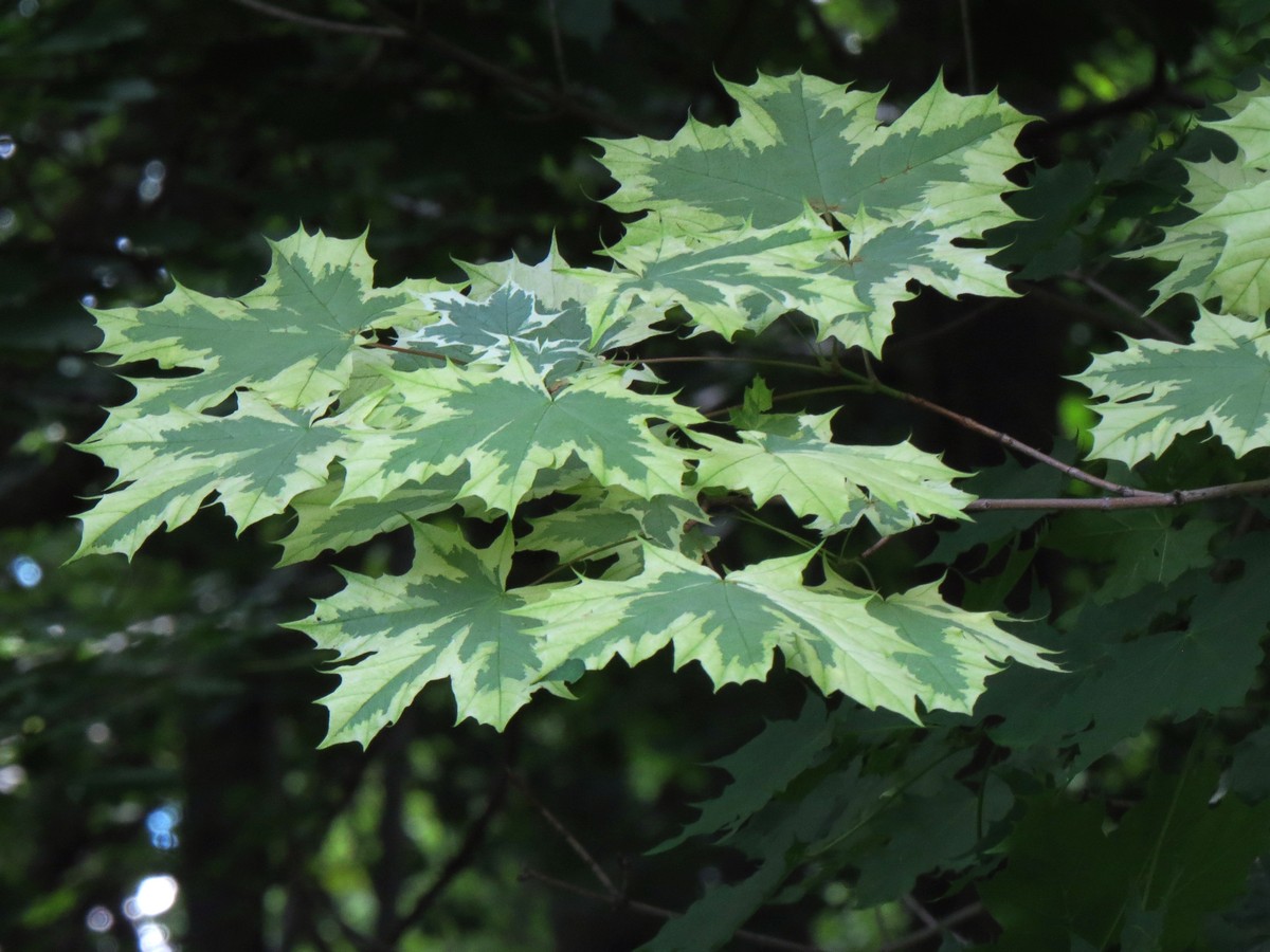 Image of Acer platanoides specimen.